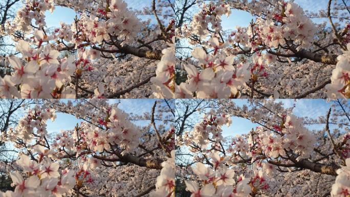 盛开的日本樱花树，盛开的枝条，樱桃树