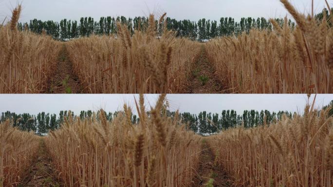 山东济南：小麦开镰收割 黄河滩区丰收在望