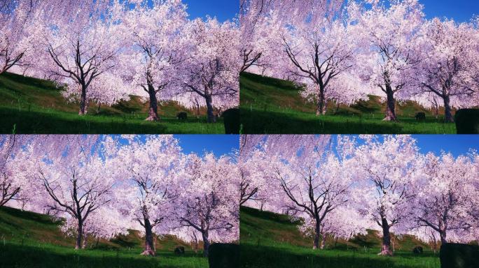 4K写实樱花林樱花花瓣飘舞LED视频素材