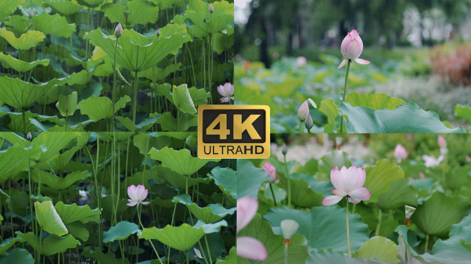 4k夏季雨中荷花 雨珠 夏至