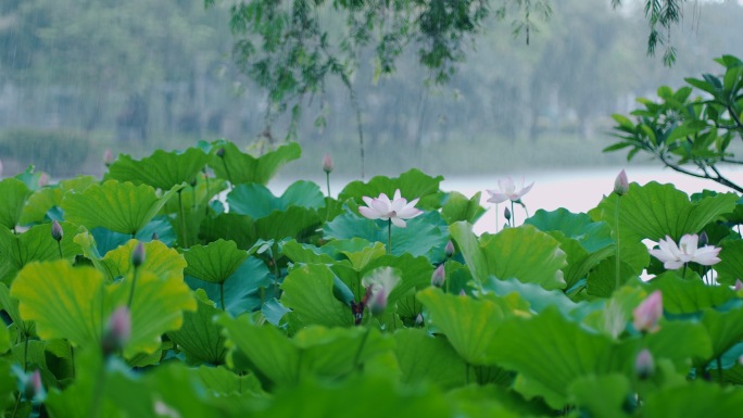 4k夏季雨中荷花 雨珠 夏至