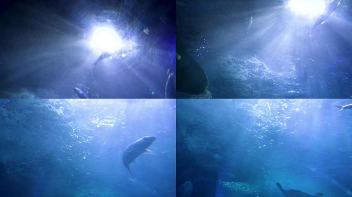 海底世界 海洋 鱼 海洋馆