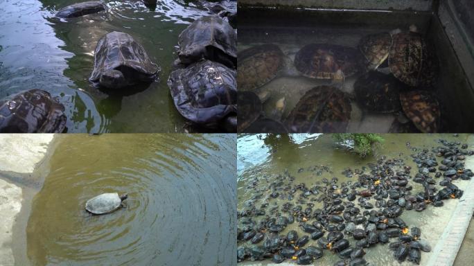 龟场乌龟养殖龟饲养