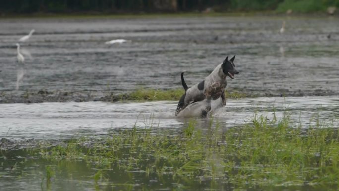 泰国的狗在玩。湿地白鹭小狗玩耍捉跳追逐水
