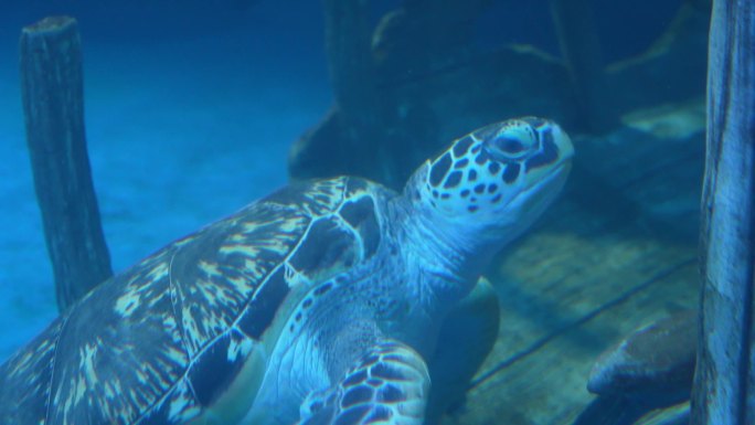 海龟 水下 野生动物