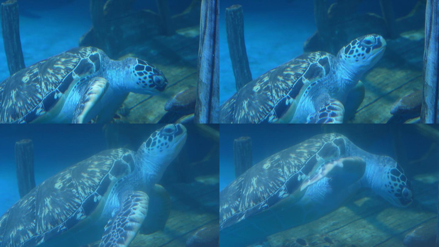 海龟 水下 野生动物