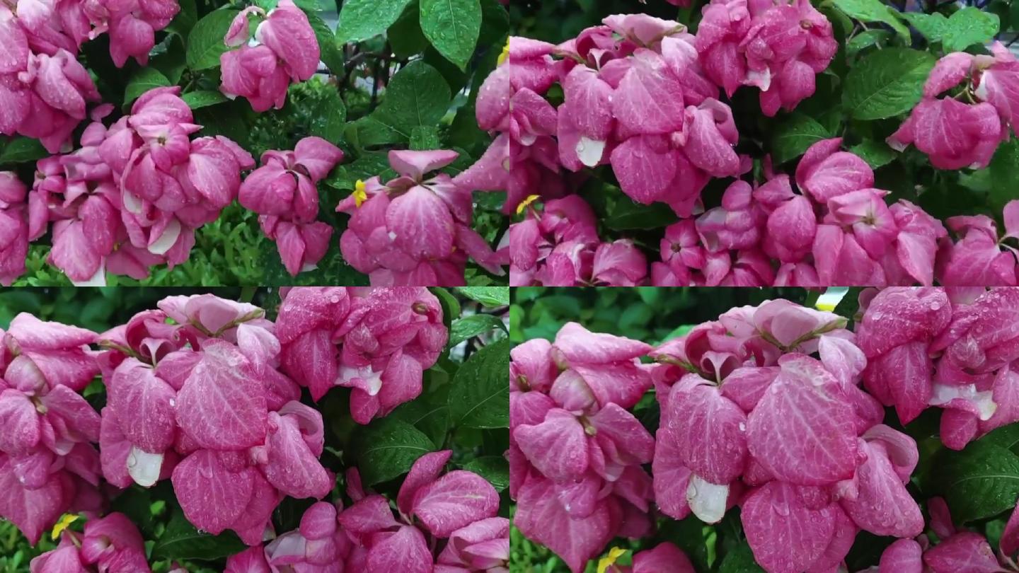 雨中的粉色花卉粉叶金花