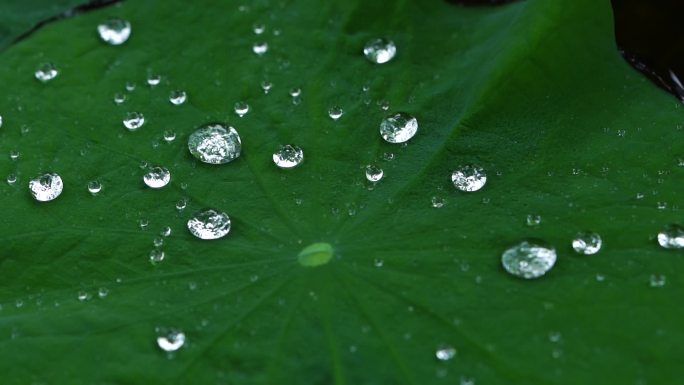 雨天荷叶水珠雨滴