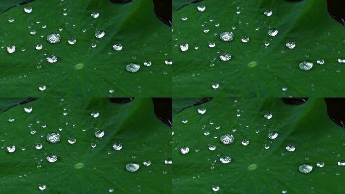 雨天荷叶水珠雨滴