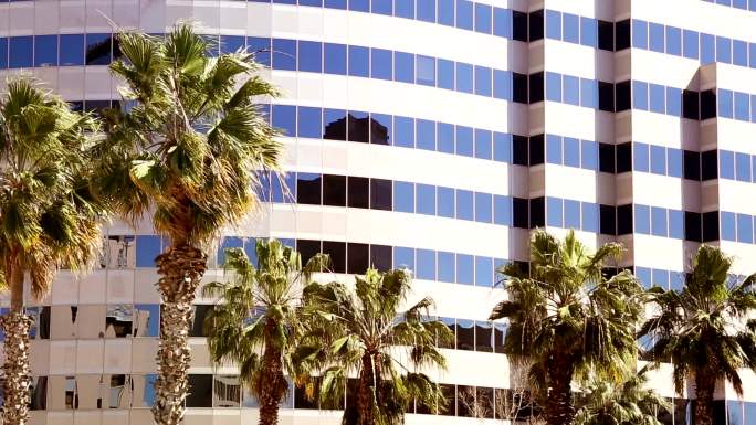 加州商务办公楼矮小的棕榈树在风中摇曳