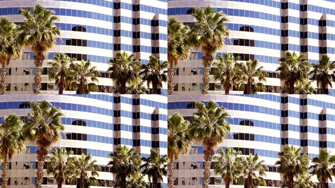 加州商务办公楼矮小的棕榈树在风中摇曳