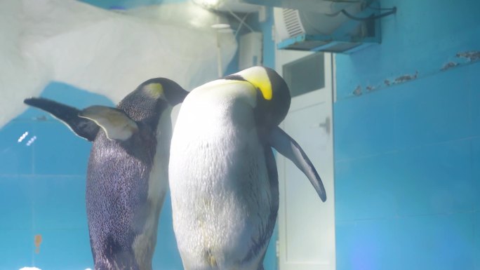 企鹅游泳 企鹅 极地馆