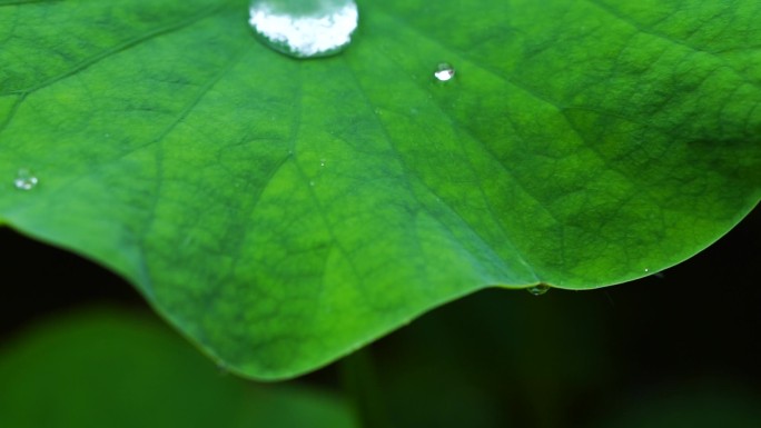 雨天荷叶水珠雨滴