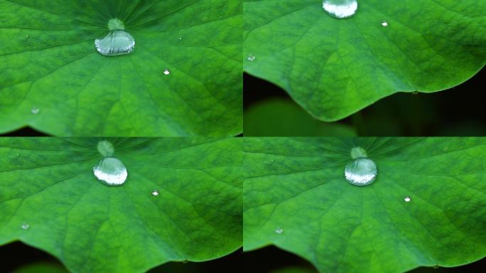 雨天荷叶水珠雨滴