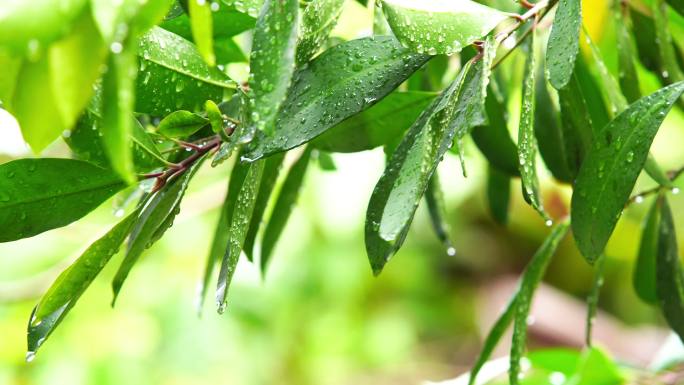 雨天风景雨后雨珠水珠