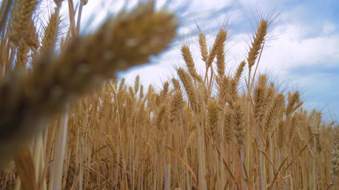 麦田成熟的小麦