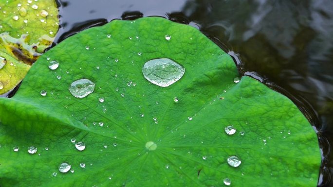 荷叶上的水珠露珠露水