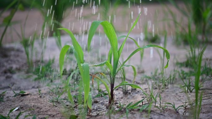 雨滴和玉米植株视频水滴落在玉米植株上慢镜头给泰国园丁的玉米植株浇水。