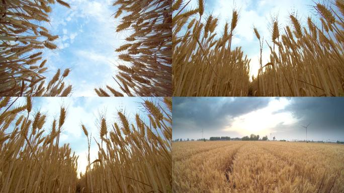 麦田成熟的麦子麦穗