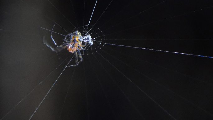 蜘蛛栖息在蛛网上。