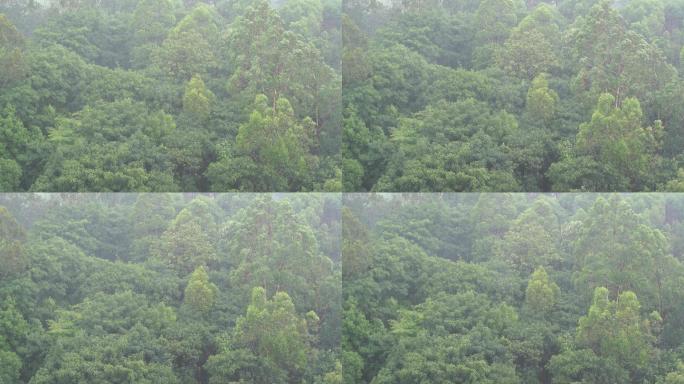 雨天森林狂风暴雨风吹打树木下雨天树林