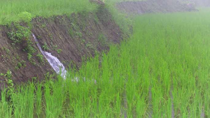 农业用地，早上有雾的稻田中有落水，4K（UHD