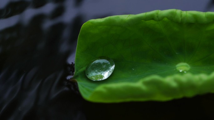 荷叶上的水珠露珠露水 下雨天雨中春雨