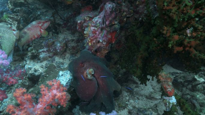 优雅的水下章鱼缤纷鱼类深海第一视角