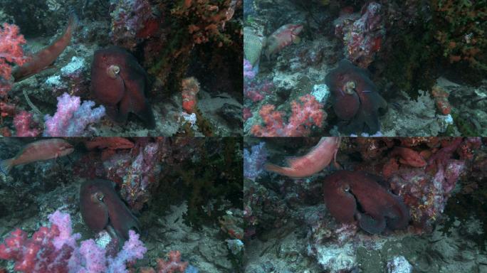 优雅的水下章鱼缤纷鱼类深海第一视角
