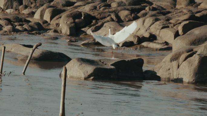 白鹭海滩退潮觅食视频素材