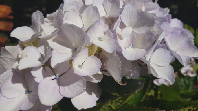 蓝色绣球花（大叶绣球花）或灯心草花，露水颜色略有变化，从蓝色到紫色不等