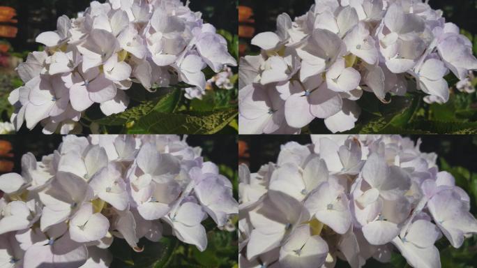 蓝色绣球花（大叶绣球花）或灯心草花，露水颜色略有变化，从蓝色到紫色不等