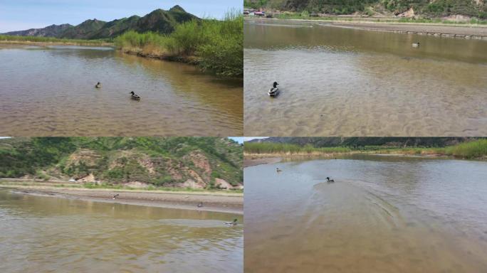 湿地野鸭戏水素材