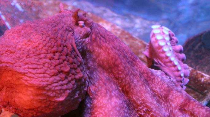 海里的大红章鱼八爪鱼软体动物水底