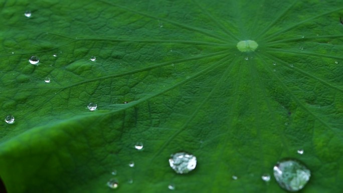 水滴落下 荷叶上的水滴