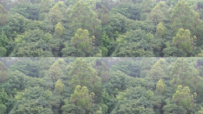 雨天森林狂风暴雨风吹打树木下雨天树林