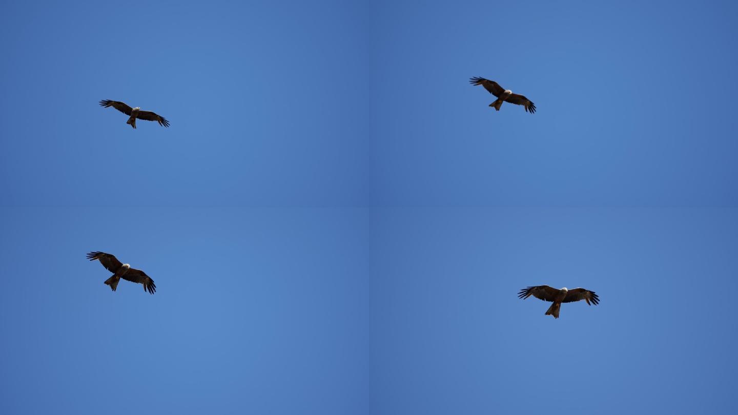 瑞士天空中一只鹰的特写慢镜头
