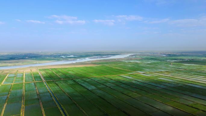 稻田万亩大地-黄河航拍平原