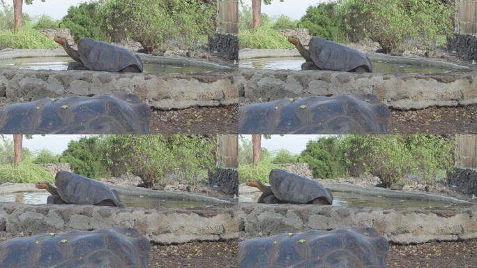 加拉帕戈斯大教堂大龟巨龟大型乌龟