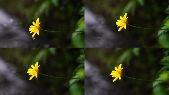 雨天 风雨 花朵