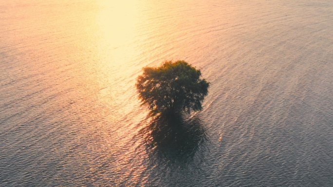 4K水中孤独的树航拍