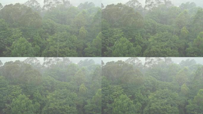 雨天森林狂风暴雨风吹打树木下雨天树林