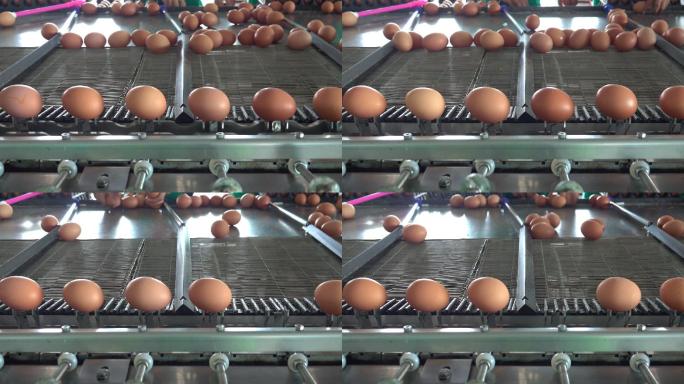 农场的新鲜鸡蛋鸡蛋流水线工厂