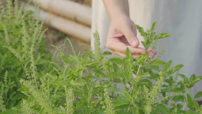 身着白色连衣裙的女子在花园里查看已长成的圣罗勒