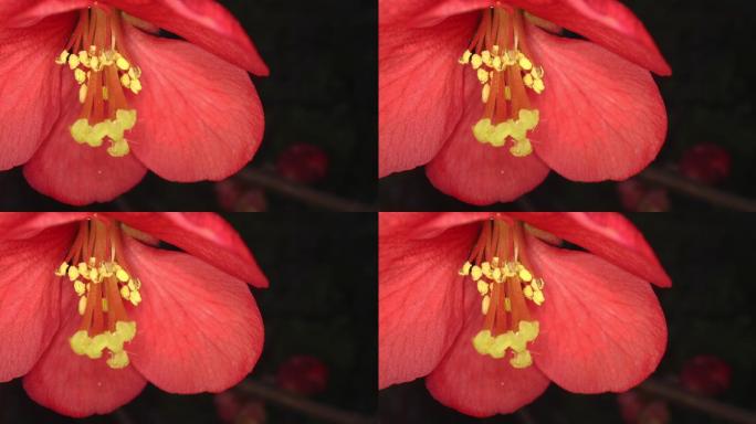 超大型花朵雄蕊雌蕊生物学