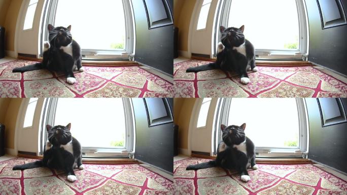 燕尾服猫在室内抓挠