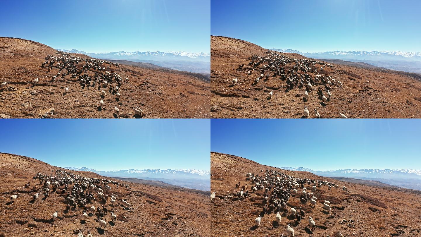 尼泊尔草原地带的羊群和山羊