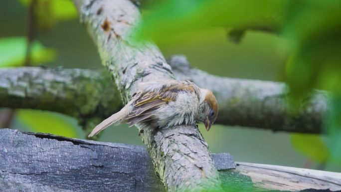 枝头小鸟可爱的麻雀鸟特写自然生态绿色飞鸟