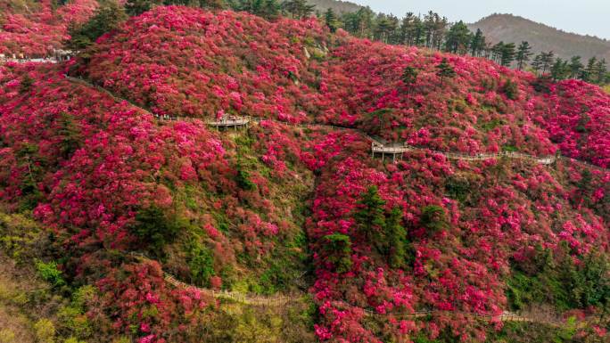 杜鹃花花海花山航拍大范围移动延时换季拼接