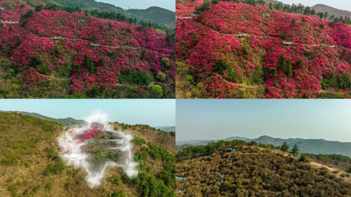 杜鹃花花海花山航拍大范围移动延时换季拼接